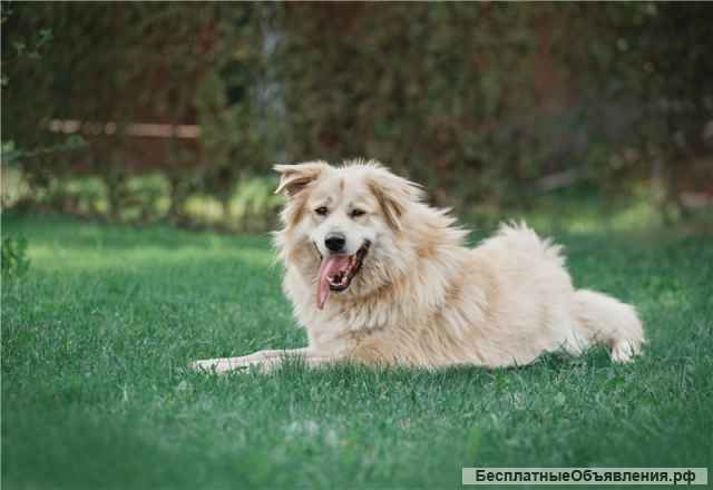 Шикарный пёс Нортон в добрые руки