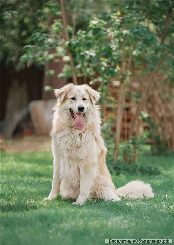 Шикарный пёс Нортон в добрые руки