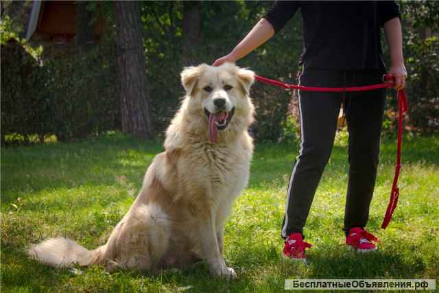 Шикарный пёс Нортон в добрые руки
