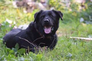 Пес-компаньон Чейз - молодой метис ротвейлера