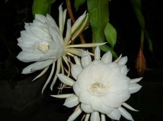 Эпифиллумы белый, розовый, красный, гибридный, криптоцериус