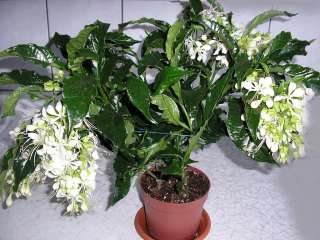 Клеродендрум prospero, лампрантус, Переския Годсеффа, Строманта триостар, Якобиния Анита