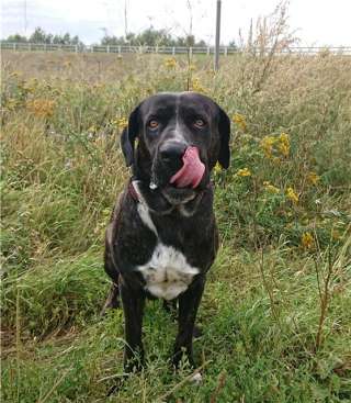 Метис кане корсо Брайт ищет семью