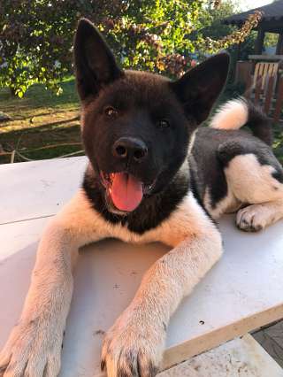 Щенки американской Акиты