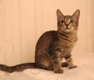 Котенок Сонечка ищет дом