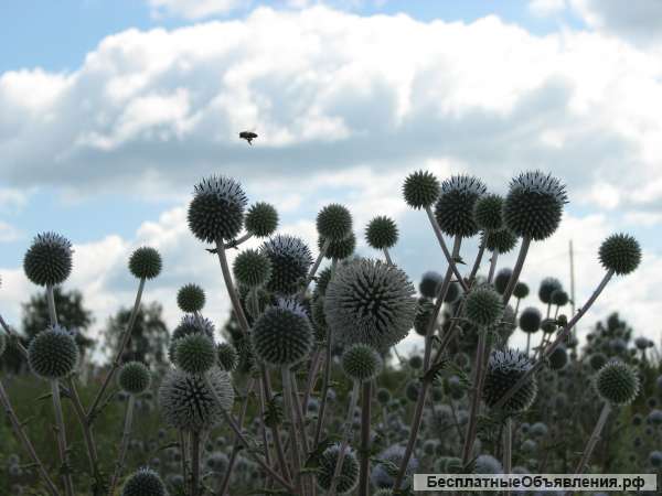 Мордовник шароголовый семена