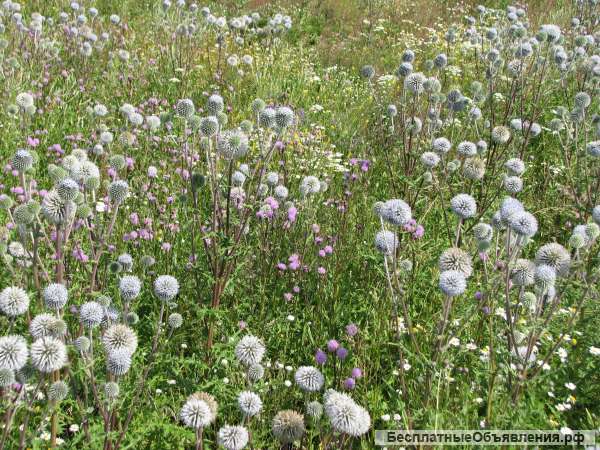 Мордовник шароголовый семена