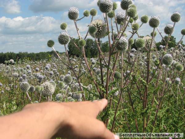Мордовник шароголовый семена