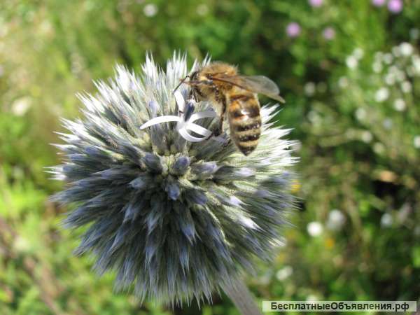 Мордовник шароголовый семена