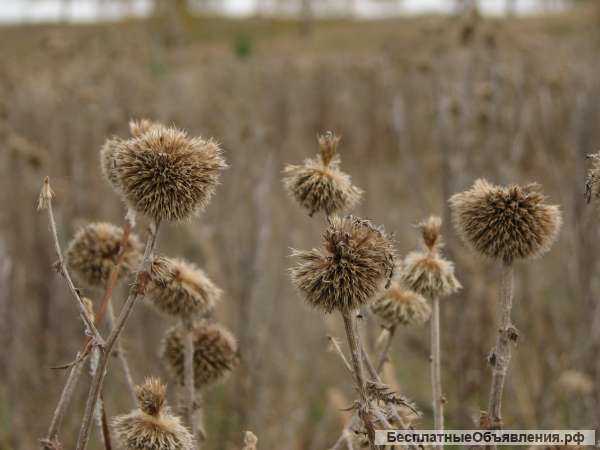 Мордовник шароголовый семена