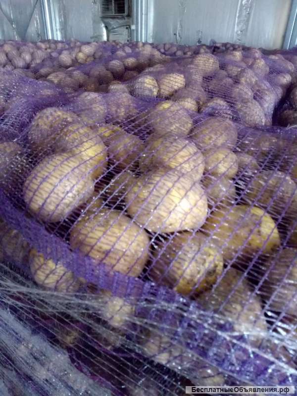 Картофель продовольственный от производителя со склада в Брянской области