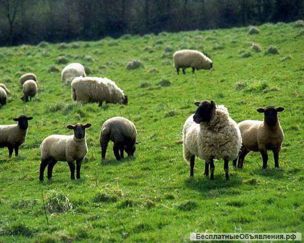 Курдючных баранов и гусей