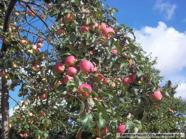 Свежие яблоки