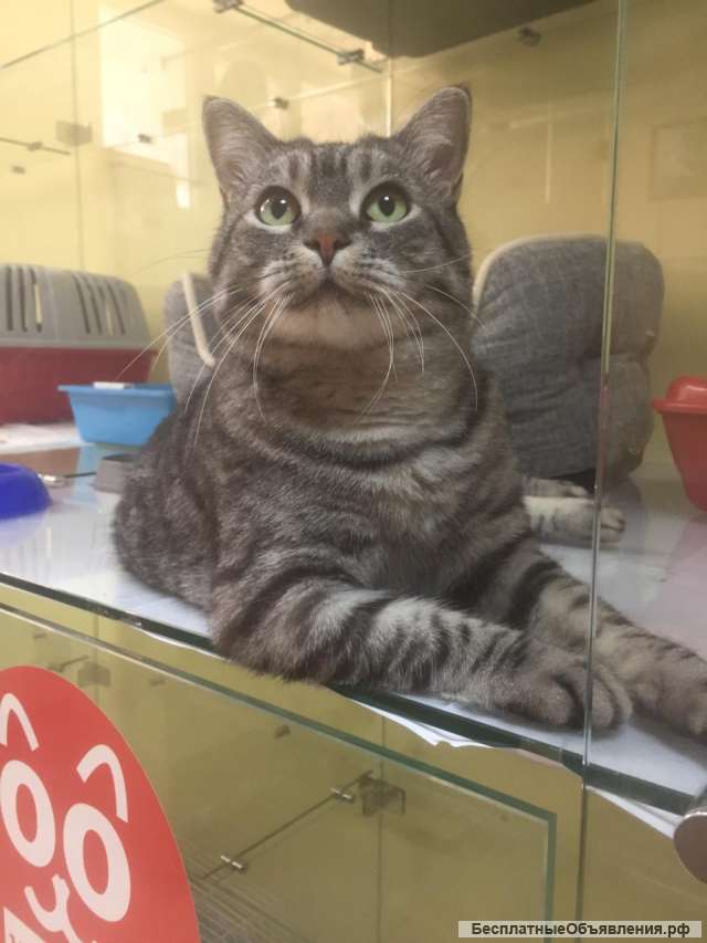 Отель для животных Bookingcat