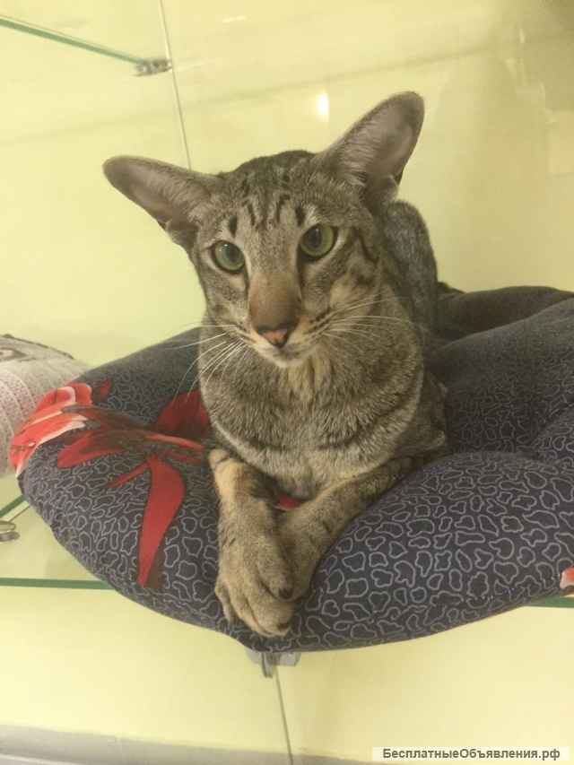 Отель для животных Bookingcat