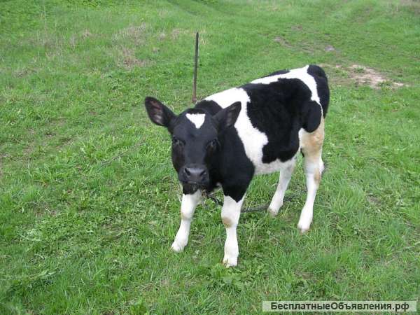 Телята - Бычки