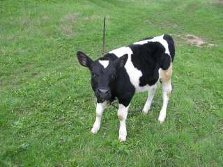 Телята - Бычки