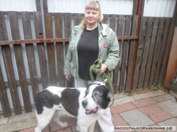 Приму роды у собак. Вязка. Осеменение. С-Пб и Лен. обл.