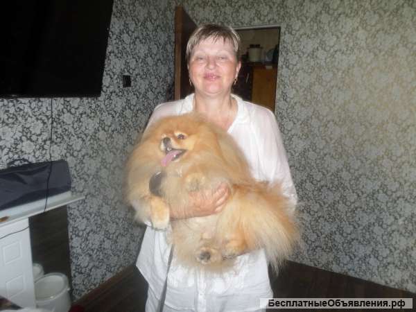 Приму роды у собак. Вязка. Осеменение. С-Пб и Лен. обл.