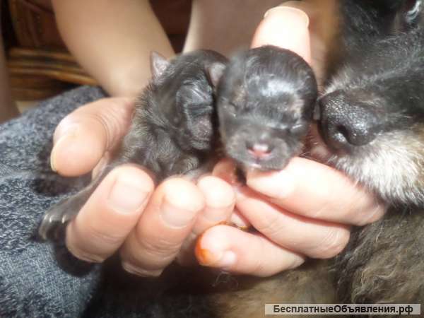 Приму роды у собак. Вязка. Осеменение. С-Пб и Лен. обл.