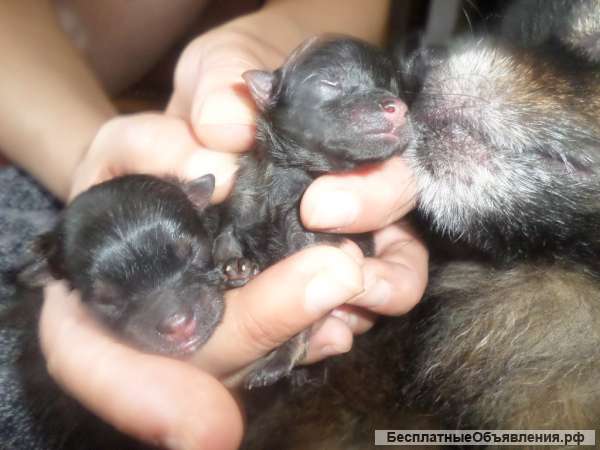 Приму роды у собак. Вязка. Осеменение. С-Пб и Лен. обл.