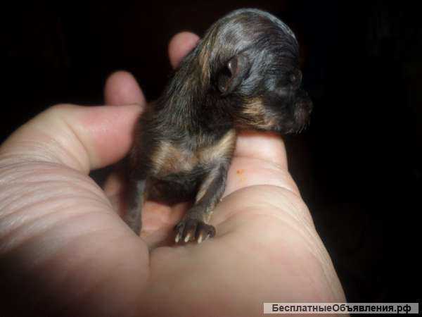 Приму роды у собак. Вязка. Осеменение. С-Пб и Лен. обл.