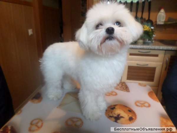 Мальтийская и Цветная болонка для вязок Инструктор по вязкам любых пород