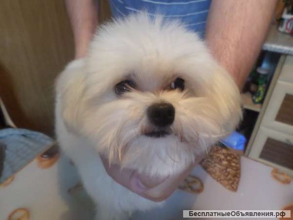 Мальтийская и Цветная болонка для вязок Инструктор по вязкам любых пород