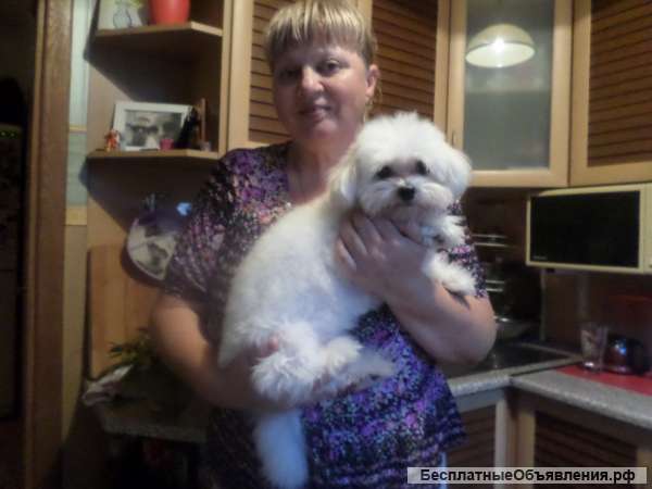 Мальтийская и Цветная болонка для вязок Инструктор по вязкам любых пород