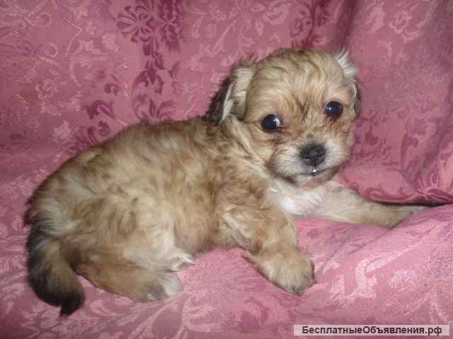 Мальтийская и Цветная болонка для вязок Инструктор по вязкам любых пород