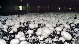 Шампиньоны оптом и в розницу