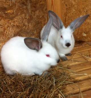 Кролики породы Калифорния
