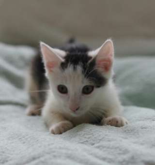 Очаровательная Мурёнка в добрые руки