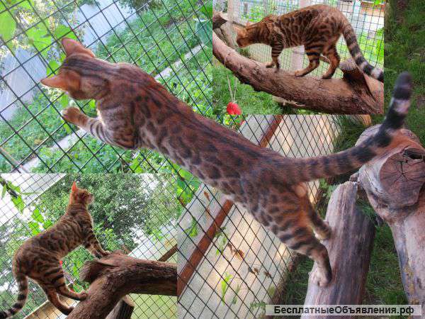 Котик на вязку