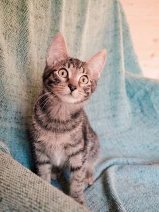 Котик-шпротик Афонька очень хочет домой