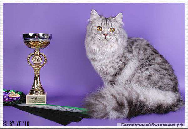 Британская кошка в дар