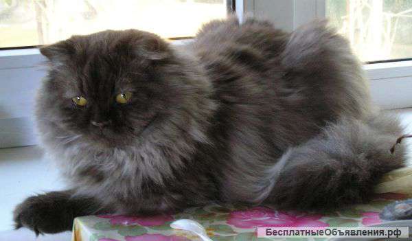 Котик ищет друга и дом