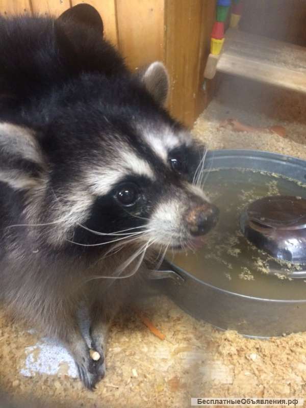 Гадание на картах таро