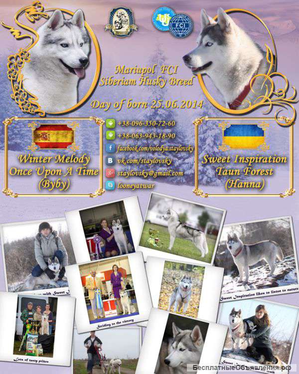 Щенки сибирского хаски от чемпионов мира