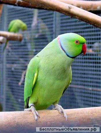 Пестрые Красные Лютиновые Ожиреловые