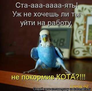 Приют для попугаев в семье