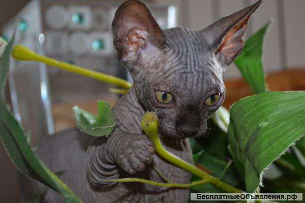 Котенок канадского сфинкса