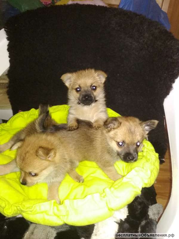 Шпицейорики