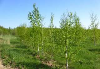 Сосна и Ель по 200 рублей саженцы с доставкой