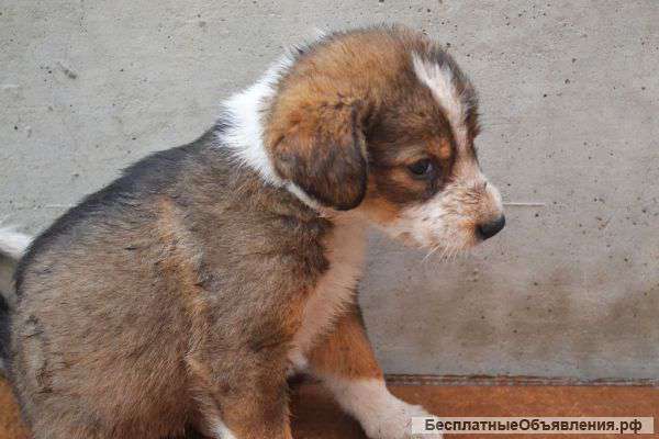 Отдам щенков