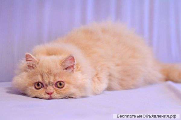 Персидский друг-котенок для души