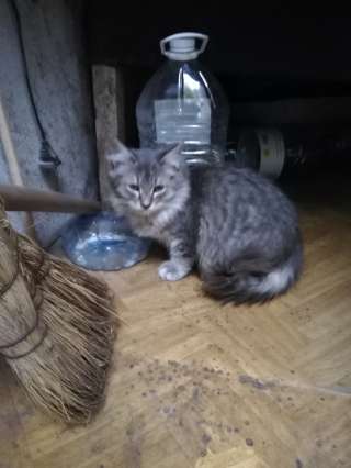 Котику нужен дом остался без хозяина