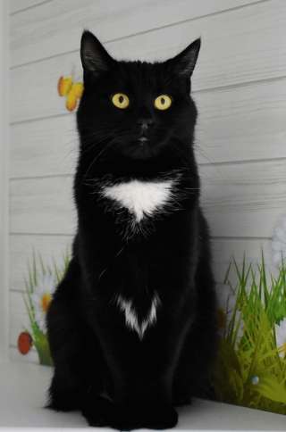 Ищет хороших хозяев кошка-красавица Люся