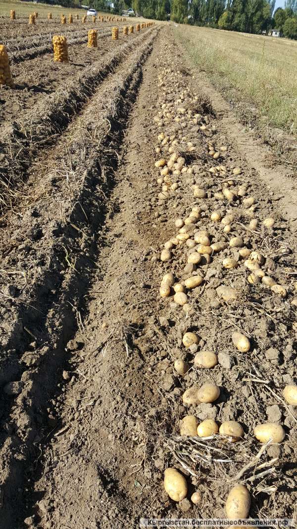 Семена картофеля класс элита.2-й репродукции