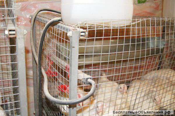 Клетки и комплексы для кроликов и домашней птицы